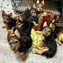 Australian Terrier Puppies from Firewalker Australian Terriers