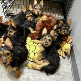 Australian Terrier Puppies from Firewalker Australian Terriers