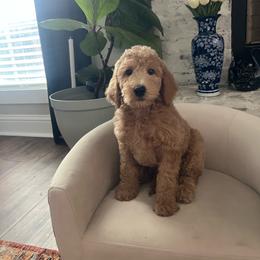 Dallas - Red  female Goldendoodle puppy in New Waverly, Texas from C.P. Puppy Buddies
