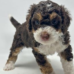 Orion - Tri-color male Bernedoodle puppy in Florence, South Carolina from Candy Doodles