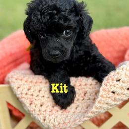 Kit - Phantom female Poodle puppy in Ardmore, Oklahoma from The Poodles of Green Acres
