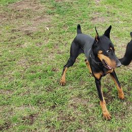 Doberman Pinscher Puppies from Rockhill Dobermans