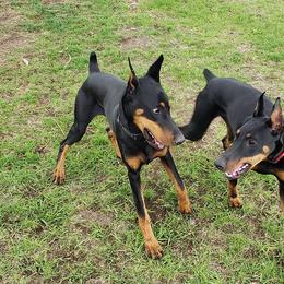 Doberman Pinscher Puppies from Rockhill Dobermans