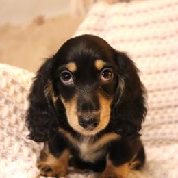 Teddy - Black and tan male Dachshund puppy in Nolensville, Tennessee from Boothe’s Dachshunds