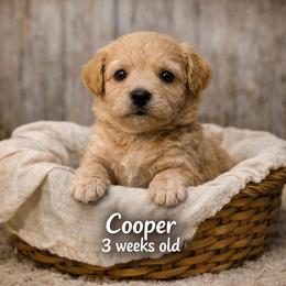 Cooper - Apricot male Goldendoodle puppy in Hendersonville, Tennessee from Ben's Best Buddy Goldendoodles