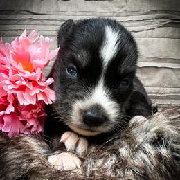 Sky - Black and white male Siberian Husky puppy in Union Grove, Alabama from Southern Siberian Life