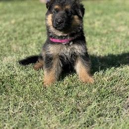 Pink - Black and red female German Shepherd puppy in Sacramento, California from Von Blackwolf German Shepherds