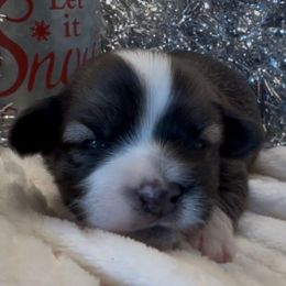 Sloan - AKC - Chocolate sable male Havanese puppy in Verden, Oklahoma from Holcombs Puppy Ranch