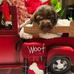 Pink - Chocolate female Labrador Retriever puppy in Heath Springs, South Carolina from Rich Hill Retrievers