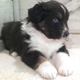 Sampson (Blue eyes) - Australian Shepherd puppy from Miniature Angels Farm
