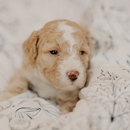 Muffin - Fawn and white male Sheepadoodle puppy in Patterson, California from Dooling Doodles