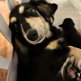 Kady Jo - Dachshund