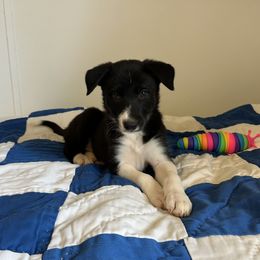 Pheobe - Black and white female Border Collie puppy in Henagar, Alabama from Ridge Kap Border Collies