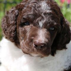 Rosie - Parti female Poodle puppy in Ephrata, Washington from NCR Ranch