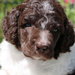 Rosie - Parti female Poodle puppy in Ephrata, Washington from NCR Ranch