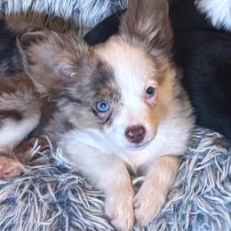 Choo - Toy Australian Shepherd