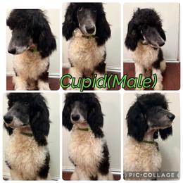 Cupid - Parti male Poodle puppy in League City, Texas from Chauffeured Poodles