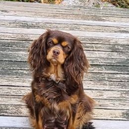 Cavalier King Charles Spaniels from B&C Wigglebutts