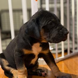 Black Tan Point (1) - Black male Great Dane puppy in Kimball, Michigan from Starlight Danes