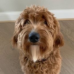Goldendoodles and Labradoodles from Tanque Verde Doodles