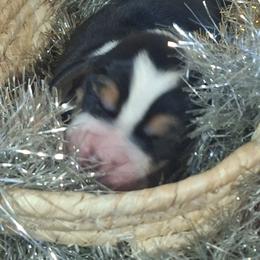 Dasher(Dark Blue) - Black brown and white male Basset Hound puppy in Carbondale, Kansas from Dream Weavers Basset Hounds