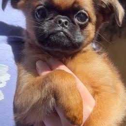 Shark - Belge male Brussels Griffon puppy in Castro Valley, California from Looking Glass Brussels Griffons