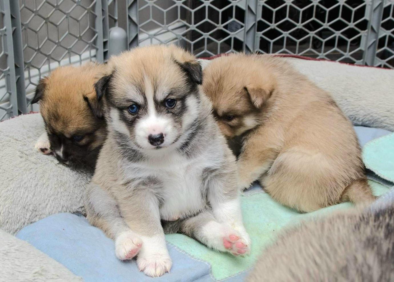 Pomskies of Vermont in Vermont Pomsky puppies Good Dog