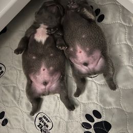 French Bulldog Puppies from Divine Crown French Bulldogs