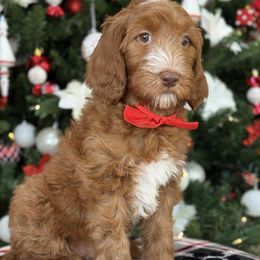 Sequoia- Girl 2 - Red  female Goldendoodle puppy in Yuciapa, California from AlltheDoodlez_