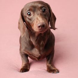 Penny - Dachshund