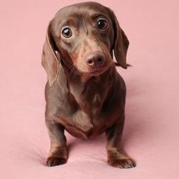 Penny - Dachshund