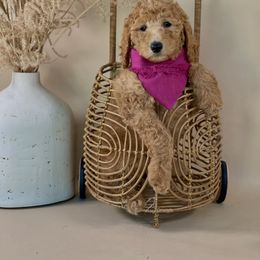 Girl 1 - Red  Poodle puppy in Woodinville, Washington from Sunset Standard Poodles