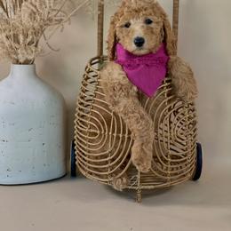 Girl 1 - Red  Poodle puppy in Woodinville, Washington from Sunset Standard Poodles