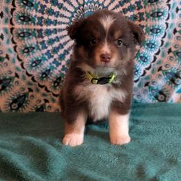 Pearl - Red tri-color female Miniature American Shepherd puppy in Trenton, Florida from Atherney