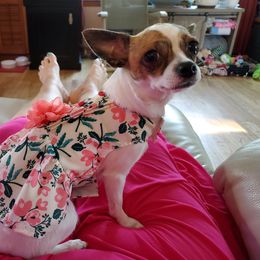 Chihuahua Puppies from Fine Whines & Lickers