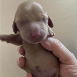 Custard - Cream female Dachshund puppy in Pinson, Alabama from Sweet Honey Bunn Hounds