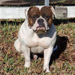 Jax - American Bulldog