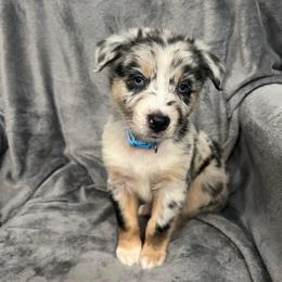 Bear Boy-3 - Blue merle male Australian Shepherd puppy in Mena, Arkansas from Fat-Bottom Farms