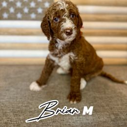 Briar - Red  male Goldendoodle puppy in Houston, Texas from Golden Life Doodles