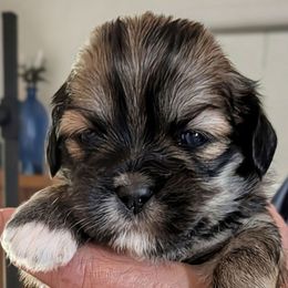 Paisley - Brindle female Lhasa Apso puppy in Fort Worth, Texas from Cynthia's Lhasa Apsos
