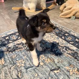 Celine - Tri-color female Border Collie puppy in Decatur, Alabama from Phantom Border Collies