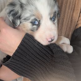 Australian Shepherd Puppies from Winter River Farms Australian Shepherds
