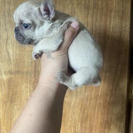 French Bulldog Puppies from Blue Apple Frenchies