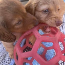 Dachshund Puppies from Boaz Dachshunds