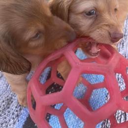 Dachshund Puppies from Boaz Dachshunds