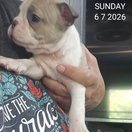 Fiona  Girl 1.(1st born) - Blue female Boston Terrier puppy in Versailles, Indiana from Benhams Bostons