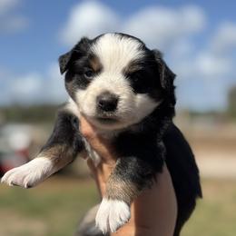 Lilo - Black tri female Toy Australian Shepherd puppy in Polk City, Florida from Skaky Shepherds