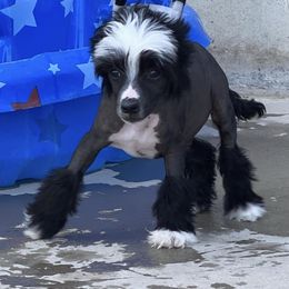 Chinese Crested Puppies from DeBahTrio Chinese Cresteds
