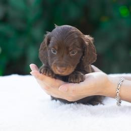 Buttons - Chocolate and tan male Dachshund puppy in Fort Myers, Florida from Blossom Paws