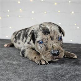Colt NALC - Blue merle male Catahoula Leopard Dog puppy in Doerun, Georgia from Twig & Tail Puppies